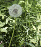 Dandelion 8341